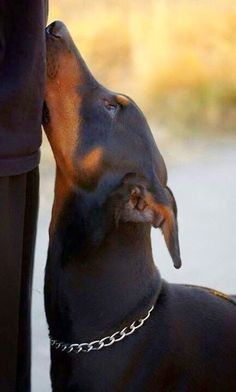 a black and brown dog standing next to a person wearing a chain around his neck