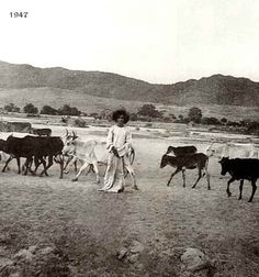 an old black and white photo of a man herding cattle