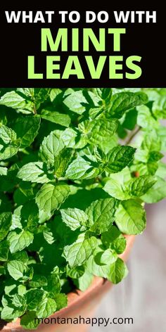 mint leaves in a pot with text overlay that reads what to do with mint leaves