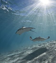 two large animals swimming in the ocean near each other with sunlight shining down on them