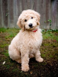 a small white dog sitting in the grass