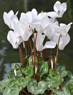 white flowers in a pot with green leaves