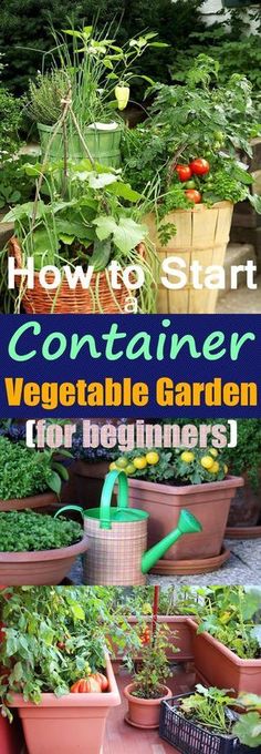 how to start a container vegetable garden for beginners