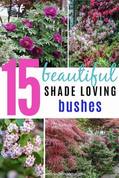 Shade Loving Shrubs: The Best Bushes To Plant Under Trees Shade Bushes, Best Shrubs For Shade, Evergreens For Shade, Tree Peonies, Evergreen Bush, Shade Shrubs