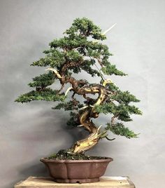 a bonsai tree sitting on top of a wooden table