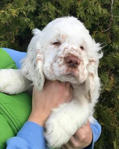 a person holding a white dog in their arms