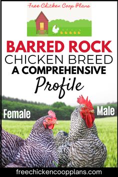 Barred Rock Chickens are a common chicken breed, and for good reason! They're gorgeous, dual purpose chickens with a great disposition. Read the article to learn more and decide if this is the breed for you. Barred Rock Chickens Eggs, Dual Purpose Chickens, Barred Rock Rooster, Barred Plymouth Rock Chickens, Barred Rock Chickens, Chicken Board, Plymouth Rock Chicken, Leghorn Chickens, Chicken Facts