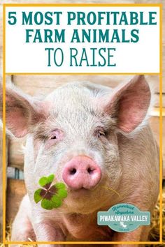 a pig with the words 5 most portable farm animals to raise on it's face