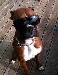 a brown and white dog wearing sunglasses on top of a wooden deck