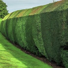 a long row of green hedges in the middle of a park