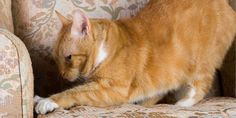 an orange and white cat is playing with the arm of a sofa chair that has floral upholstered fabric on it