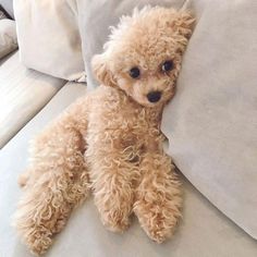 a small brown dog sitting on top of a couch