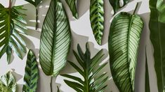 several green leaves on a white wall