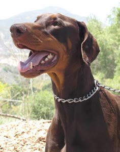 a large brown dog wearing a chain around its neck and smiling at the camera with mountains in the background