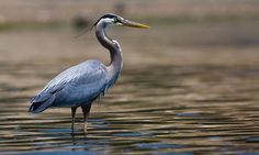 a blue heron standing in the water with words describing it's different abilities and features