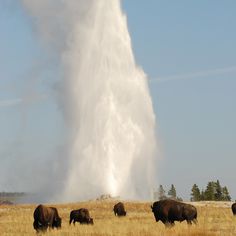 a group of bison standing in front of a geyser spewing water