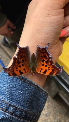 an orange and black butterfly on someone's wrist