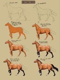 some horses are shown in different positions and sizes