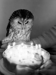 black and white photograph of an owl sitting on a cake with candles in front of it