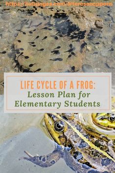 a frog sitting on top of a body of water with the title life cycle of a frog lesson plan for elementary students