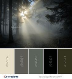 the sun shining through some trees in the foggy forest with color palettes on it