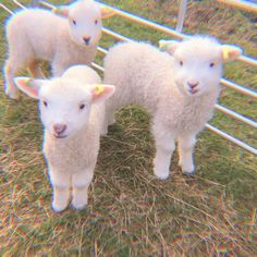 four white sheep standing next to each other in a fenced area with green grass