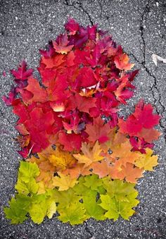 autumn leaves on the ground with one red and one green leaf in the middle,