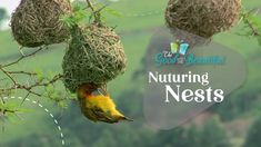 a bird that is sitting on top of a nest in a tree with the words nurturing nests above it