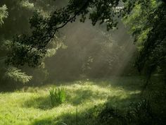 the sun shines through the trees and grass