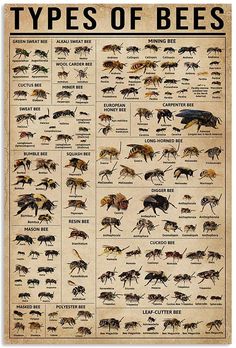 a poster with different types of bees on it's sides and the names of them