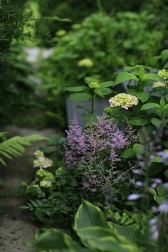 the garden is full of green plants and purple flowers