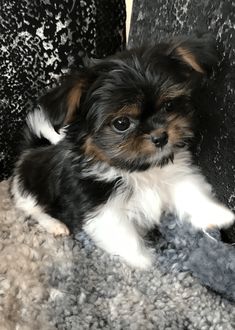 a small black and white dog sitting on top of a carpeted floor next to a wall