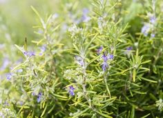 some blue flowers are growing in the grass