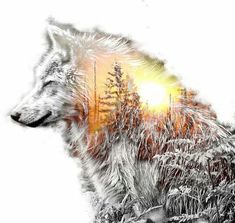 an image of a wolf with the sun in the background