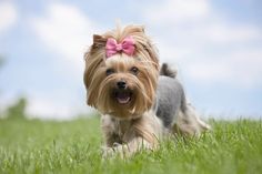 a small dog with a pink bow running in the grass