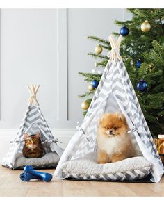 two small dogs are sitting in their teepees next to a christmas tree and cat