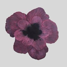 a purple flower with black center on a gray background