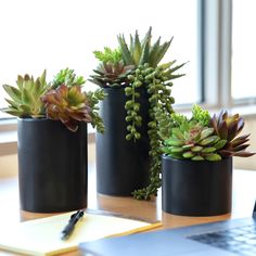 three succulents are in black pots on a desk next to a laptop