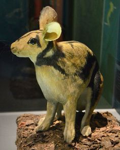 a taxidermy rabbit is on display in a glass case with wood shavings