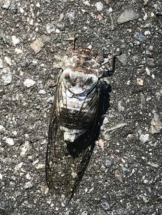 a dead bird is laying on the ground