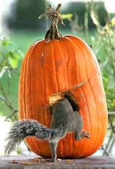 a squirrel is standing in front of a pumpkin