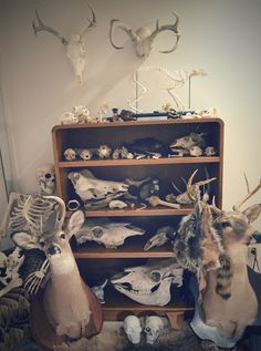 several deer heads are on display in front of a bookcase full of skulls and bones