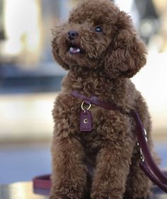 a brown poodle sitting on top of a table next to a red leashed dog