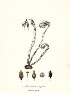 an illustration of flowers in the shape of letters