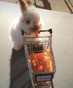 a rabbit is eating carrots in a shopping cart