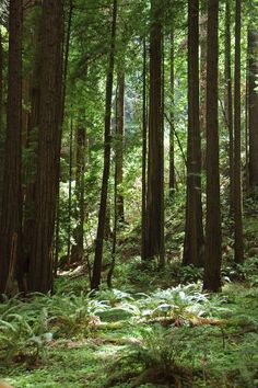 the forest is full of tall trees and ferns