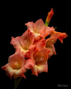 three orange flowers are in a vase against a black background, with the stems still attached