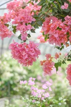 pink flowers are blooming in a greenhouse