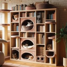 two cats sitting on top of bookshelves in front of a wall filled with shelves