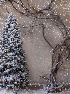 Snowy Tree and Branch Photography Backdrop - Winter-themed backdrop featuring a snow-covered Christmas tree and bare branches with a magical holiday atmosphere. Branch Photography, Snow Covered Christmas Trees, Holiday Portraits, Snow Tree, Magical Winter, Holiday Images, Studio Backgrounds, Snowy Trees, Scenic Photos